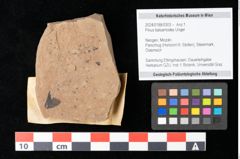 Foto (Objekt + Etikett) von Pinus balsamodes Unger (NHMW-GEO-2024-0188-0303)
